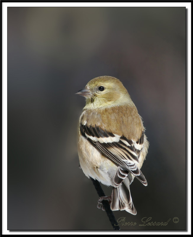 _MG_1996.jpg   -  CHARDONNERET JAUNE / AMERICAN GOLDFINCH    hiver/winter