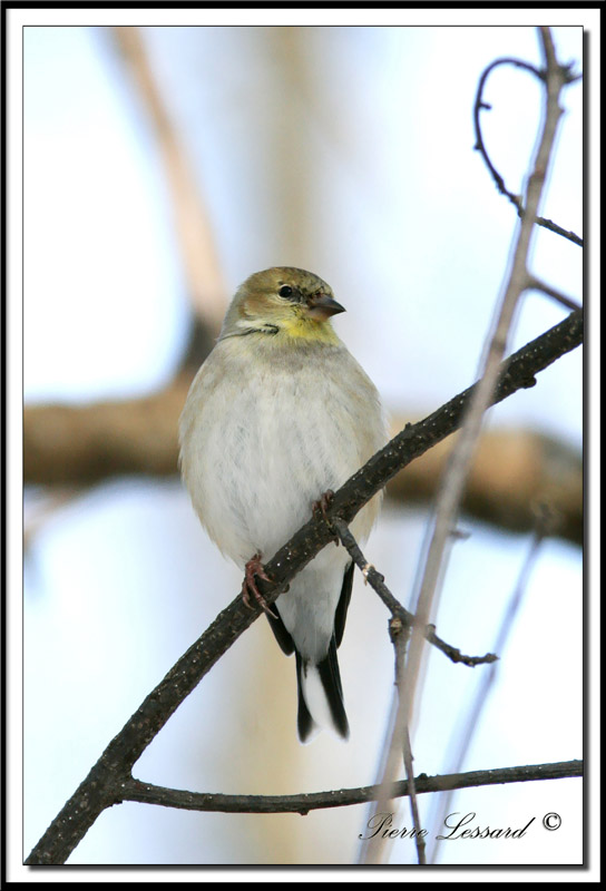 _MG_2130b.jpg   CHARDONNERET JAUNE EN HIVER  /  AMERICAN GOLDFINCH   IN WINTER TIME