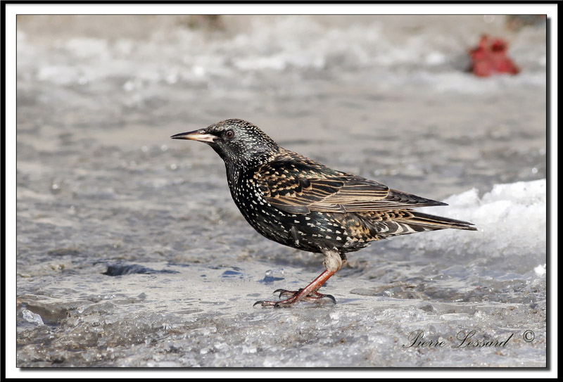 TOURNEAU SANSONNET -  AMERICAN STARLING    _MG_2834.jpg