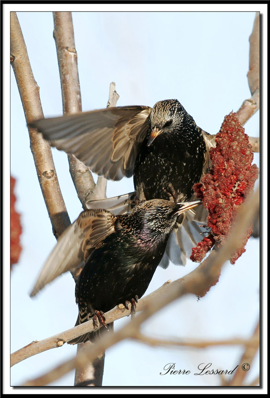 TOURNEAU SANSONNET -  AMERICAN STARLING    _MG_2874.jpg