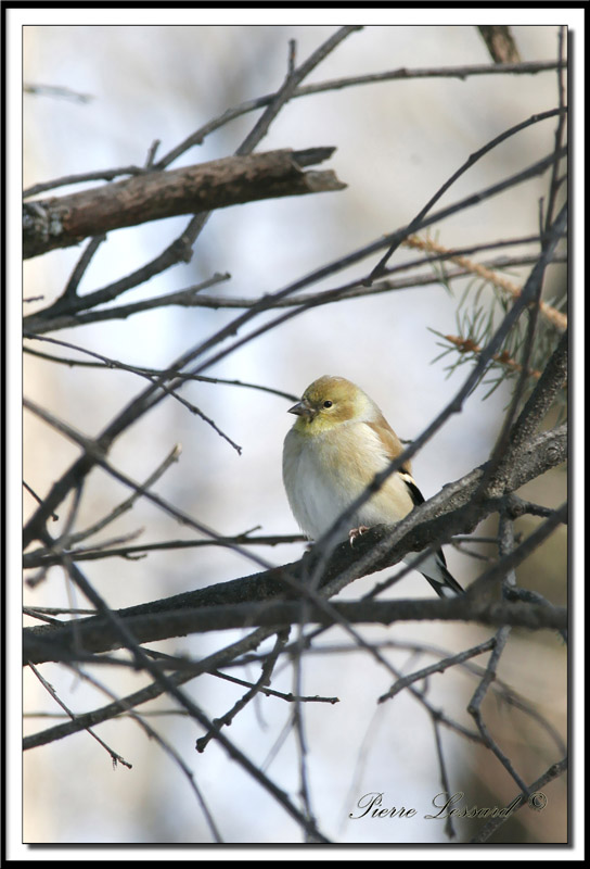a_MG_2098.jpg    CHARDONNERET JAUNE / AMERICAN GOLDFINCH   hiver/winter
