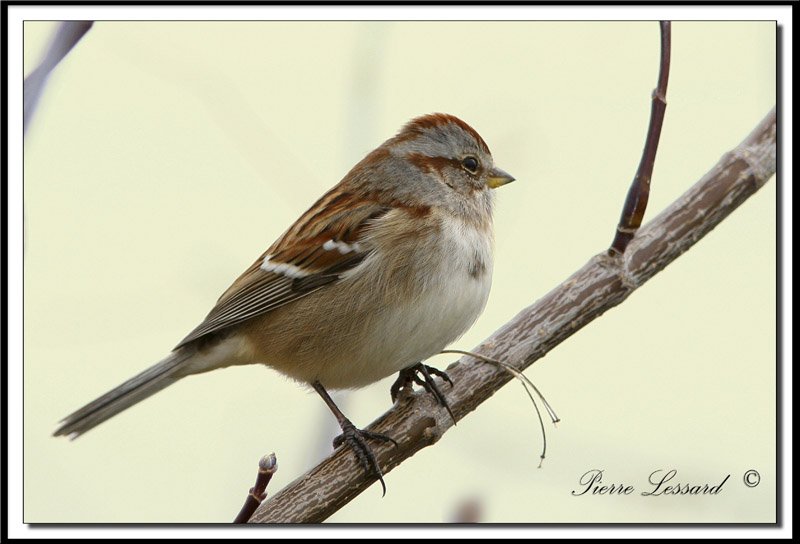 IMG_8296 .jpg    -  BRUANT HUDSONIEN / AMERICAN TREE SPARROW