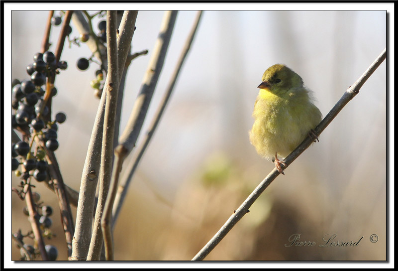 IMG_7993.jpg   - CHARDONNERET JAUNE / AMERICAN GOLDFINCH
