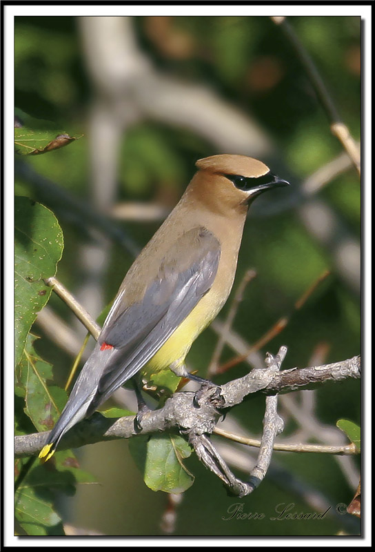 JASEUR DAMRIQUE  /  CEDAR  WAXWING    IMG_4020.jpg   