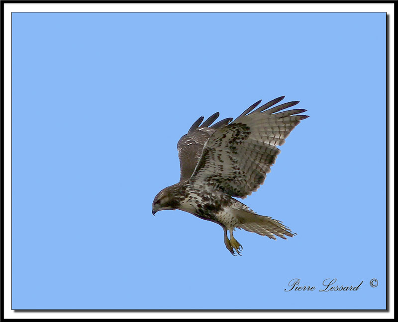 IMG_8841.jpg  -  BUSE  QUEUE ROUSSE  /  RED-TAILED HAWK