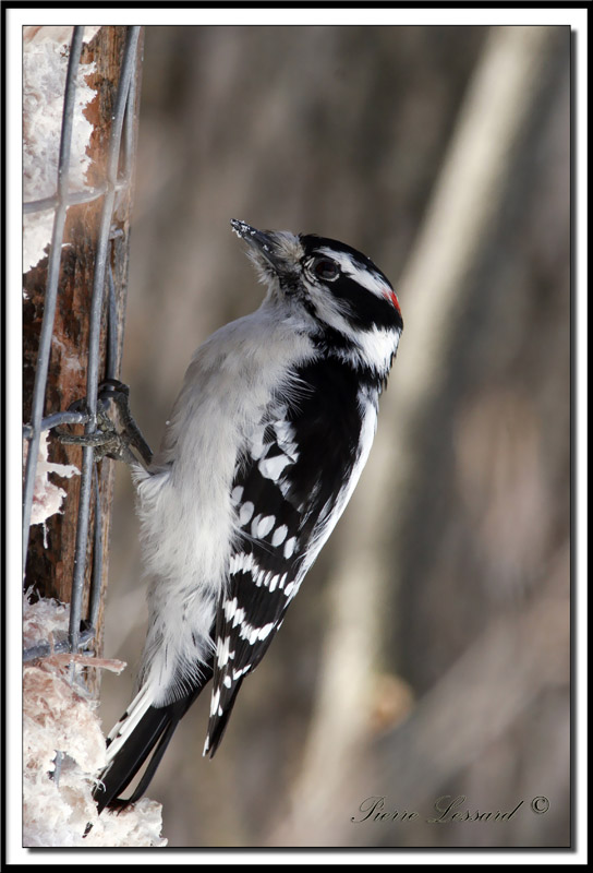 _MG_1923a .jpg -  PIC MINEUR mle / DOWNY WOODPECKER male