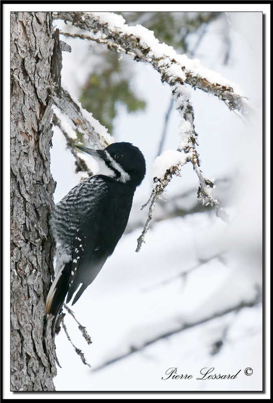 _MG_3149 .jpg  -  PIC   DOS NOIR  femelle  / BLACK-BACKED WOODPECKER female
