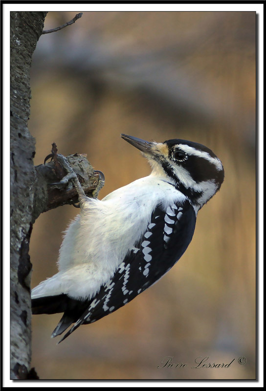  PIC CHEVELU femelle /  HAIRY WOODPECKER female    IMG_9188 .jpg