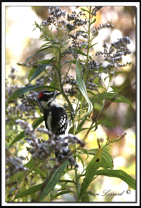 IMG_5972.jpg -  PIC MINEUR mle / DOWNY WOODPECKER male