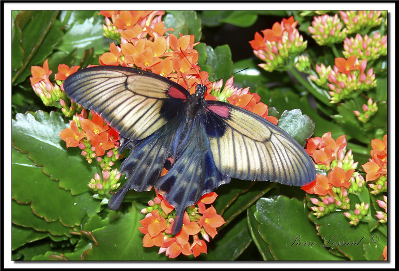 papillons 005 -  PAPILIO