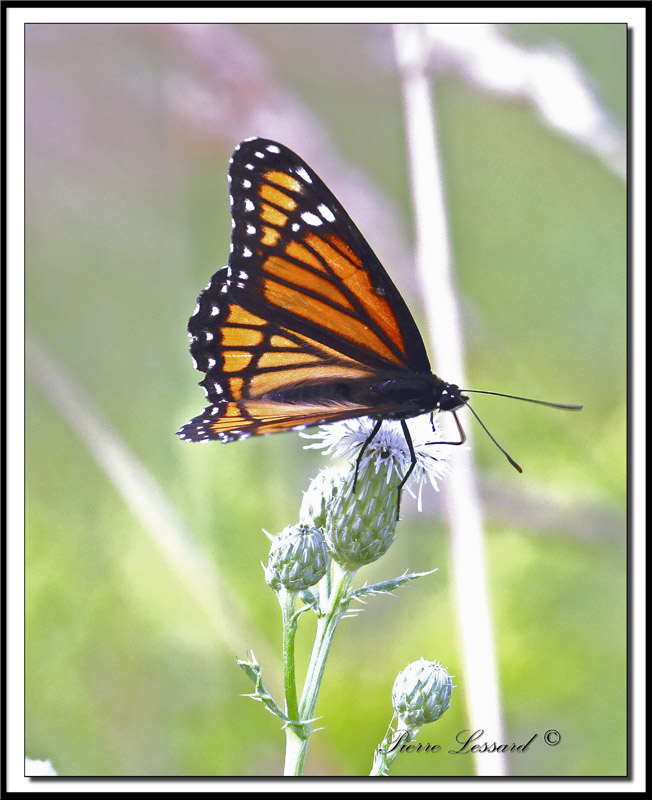 MONARQUE -  MONARCH   -  DANAUS PLEXIPPUS     provencher 100-400 202.jpg