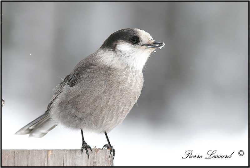 MSANGEAI DU CANADA - CANADA JAY       _MG_3455.jpg