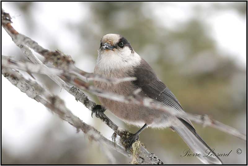 MSANGEAI DU CANADA - CANADA JAY      _MG_3403.jpg