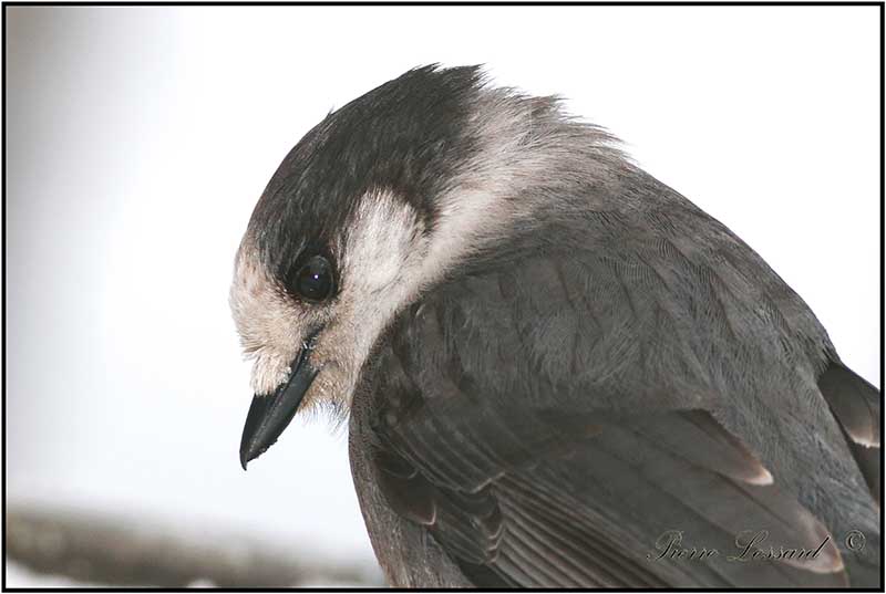 MSANGEAI DU CANADA - CANADA JAY      _MG_3587.jpg