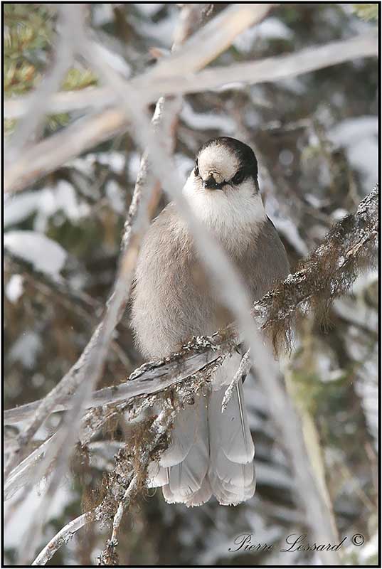 MSANGEAI DU CANADA - CANADA JAY      _MG_3804.jpg