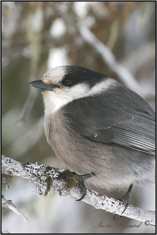 MSANGEAI DU CANADA - CANADA JAY      _MG_3879.jpg