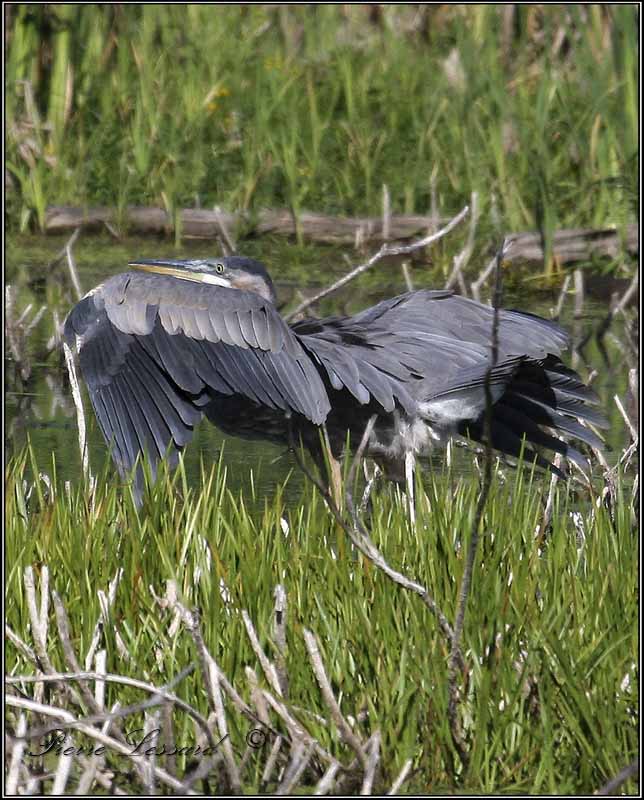 IGRAND HRON BLEU  -   GREAT BLUE HERON     MG_3768.jpg