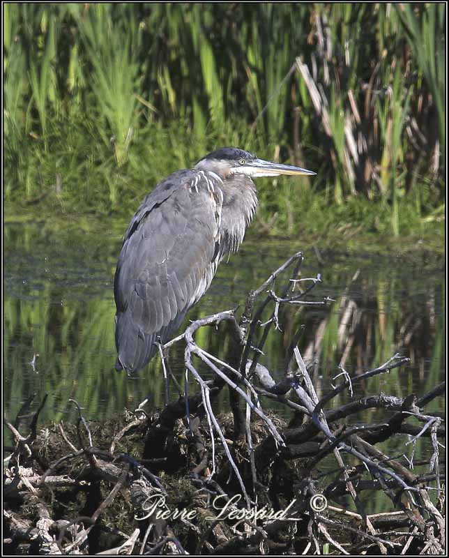 GRAND HRON BLEU  -   GREAT BLUE HERON     IMG_3887.jpg