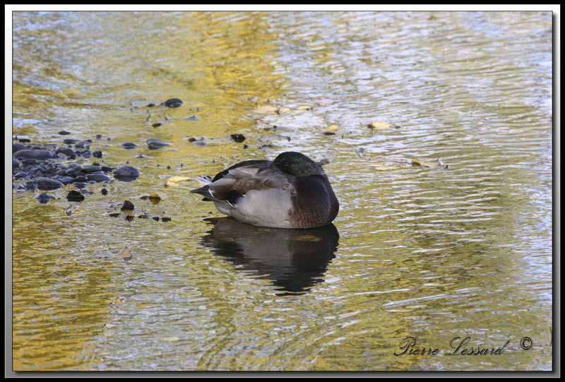  CANARD COLVERT  -  MALARD    IMG_6004