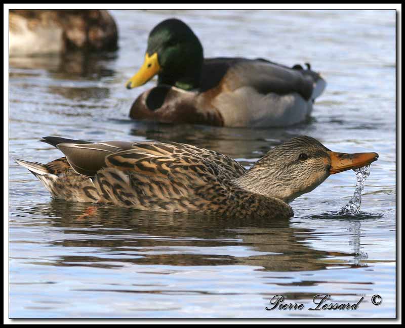  CANARD COLVERT  -  MALARD    IMG_6078