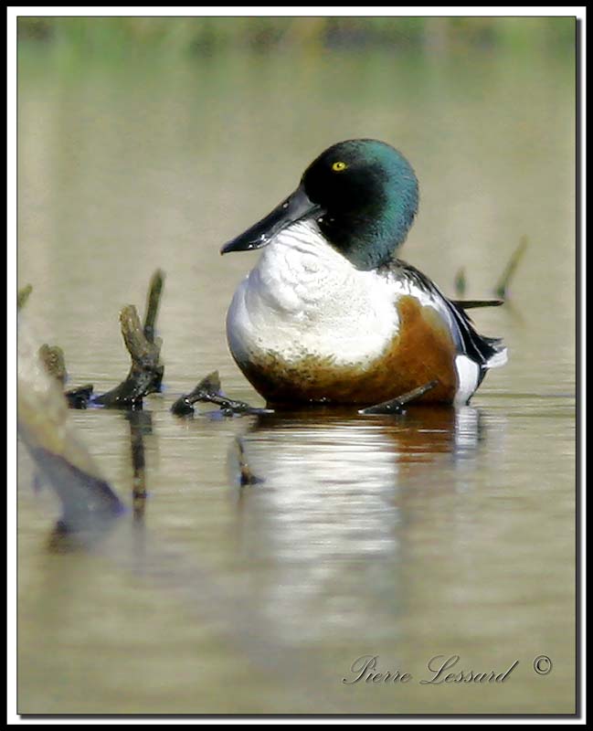 CANARD SOUCHET -  NORTHERN SHOVELER  male   _MG_6575