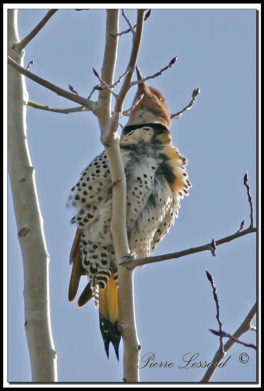 _MG_6736.jpg -  PIC FLAMBOYANT / NORTHERN FLICKER