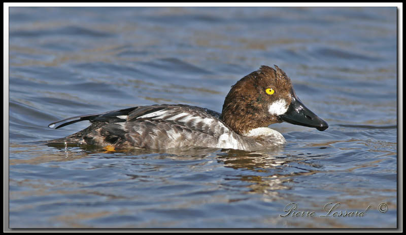 GARROT  OEIL DOR femelle  /  COMMON GOLDENEYE  female    _MG_7177