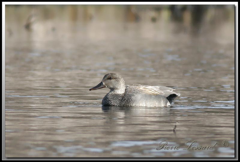 CANARD CHIPEAU  /   GADWALL     _MG_7087