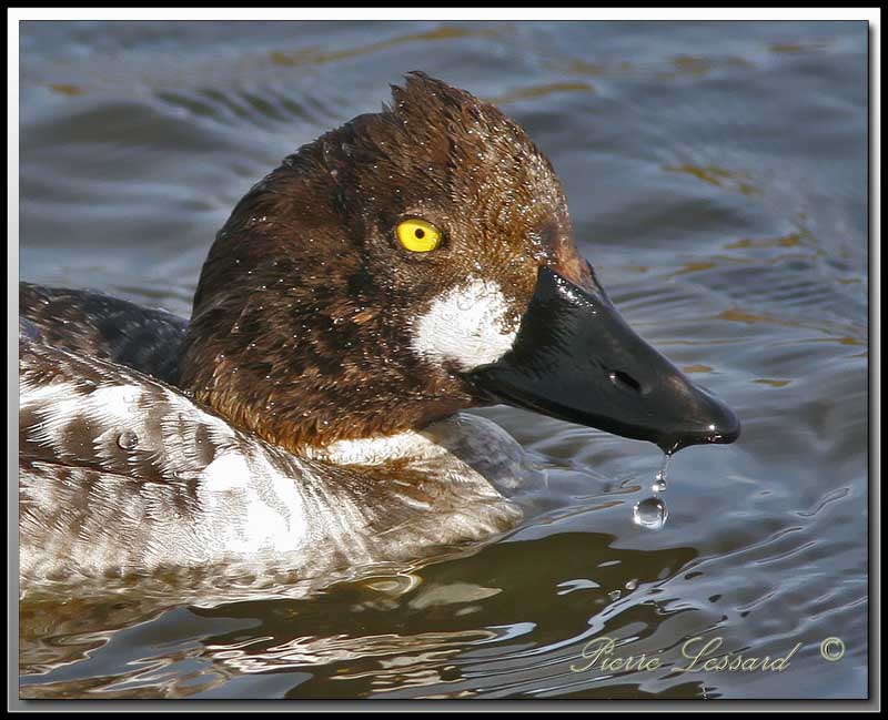 GARROT  OEIL DOR femelle  /  COMMON GOLDENEYE female    _MG_7159