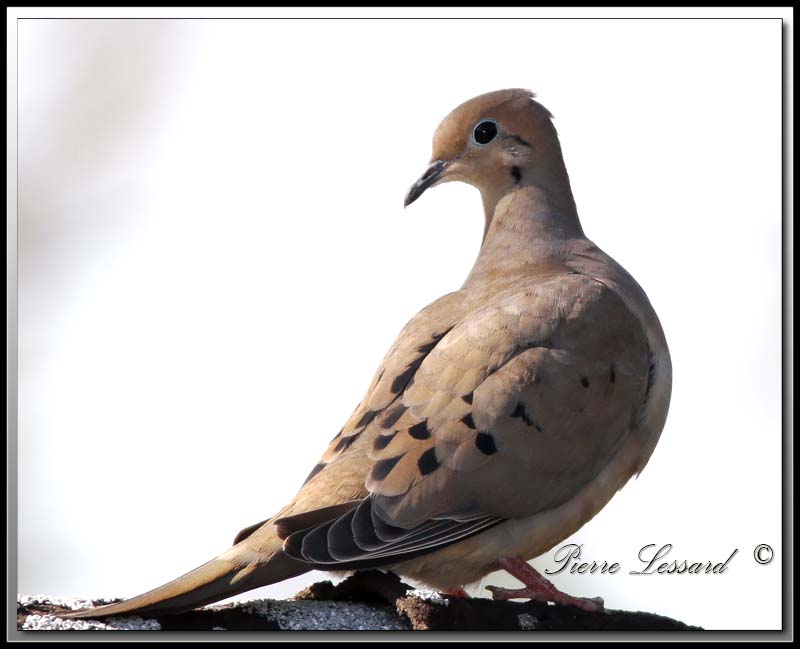 TOURTERELLE TRISTE - MOURNING DOVE      _MG_6872 .jpg