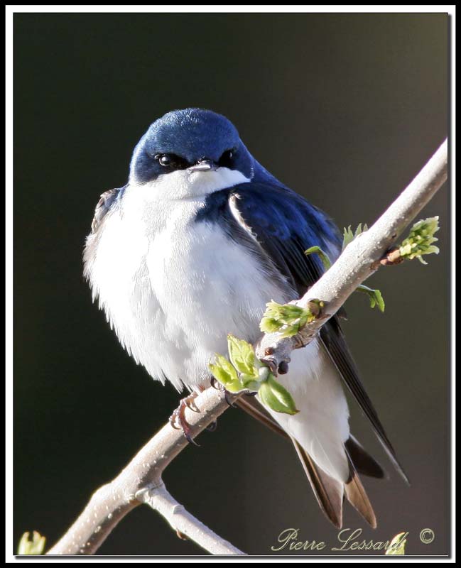 HIRONDELLE BICOLORE - TREE SWALLOW TAIL    _MG_8302a .jpg