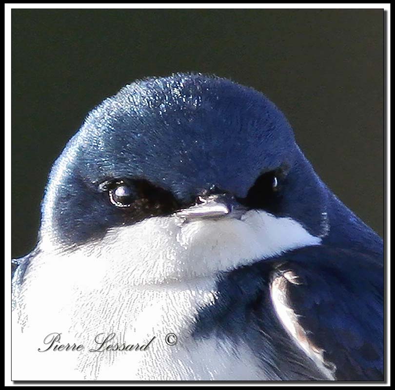 Hirondelle bicolore  -  Tree swallow     _MG_8302a