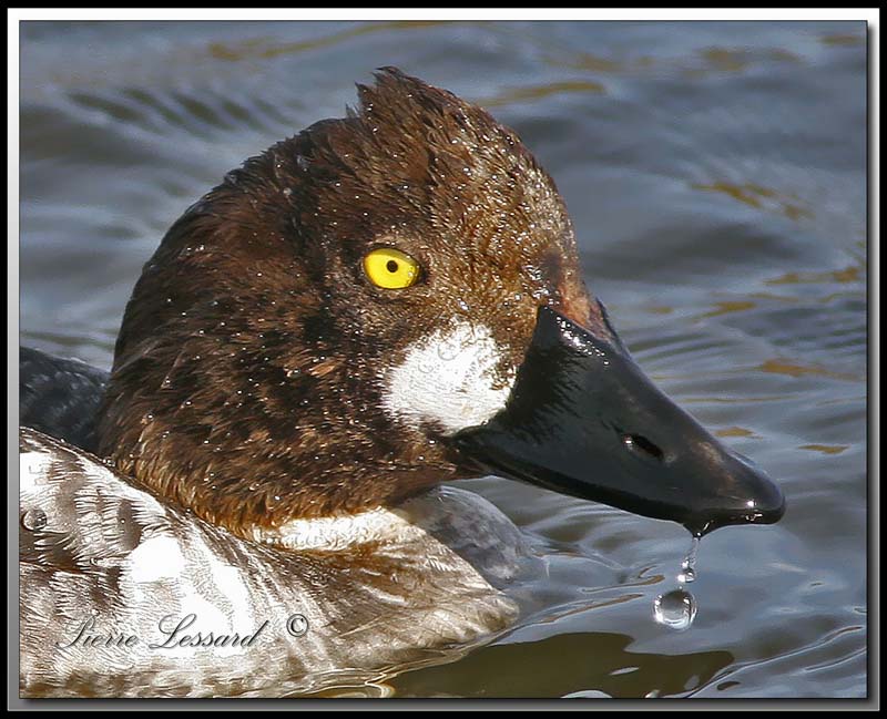 Garrot  oeil dor  -  Common goldeneye     _MG_7159