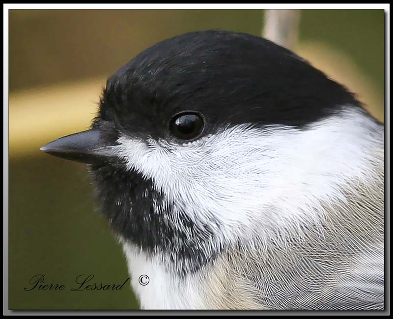 Msange  tte noire   -   Black-capped chickadee      IMG_7192