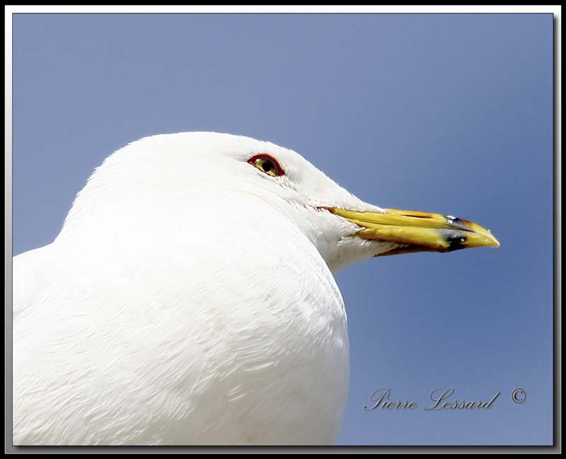Goland  bec cercl  -  Ring-billed gull     IMG_0076