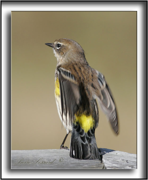 PARULINE  CROUPION JAUNE  / YELLOW-RUMPED WARBLER    _MG_1615a