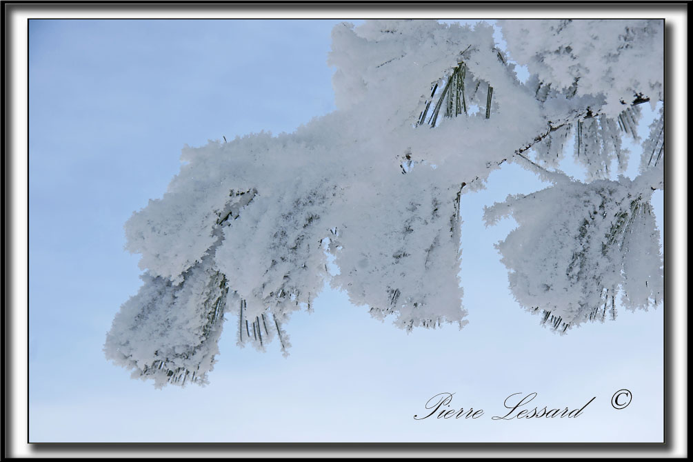 _MG_4790a .jpg  -  NEIGE CRISTALLISE SUR DES AIGUILLES DE PIN / SNOW CRYSTALS ON PINE NEEDLES