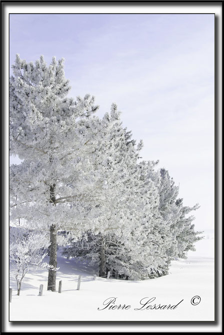 _MG_4739a .jpg  -  PINS GIVRS  /  FROSTED PINES