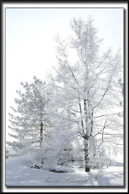 _MG_4792a .jpg  -  ARBRES GIVRS  /  FROSTED  TREES