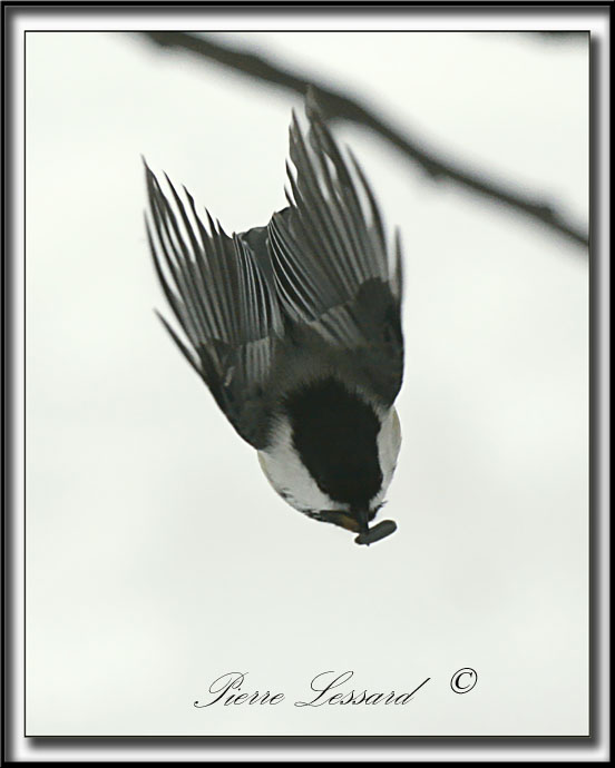 _MG_4584a .jpg -  MSANGE  TTE NOIRE  /  BLACK- CAPPED CHICKADEE