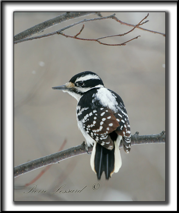_MG_4409b .jpg -  PIC CHEVELU femelle /  HAIRY WOODPECKER female
