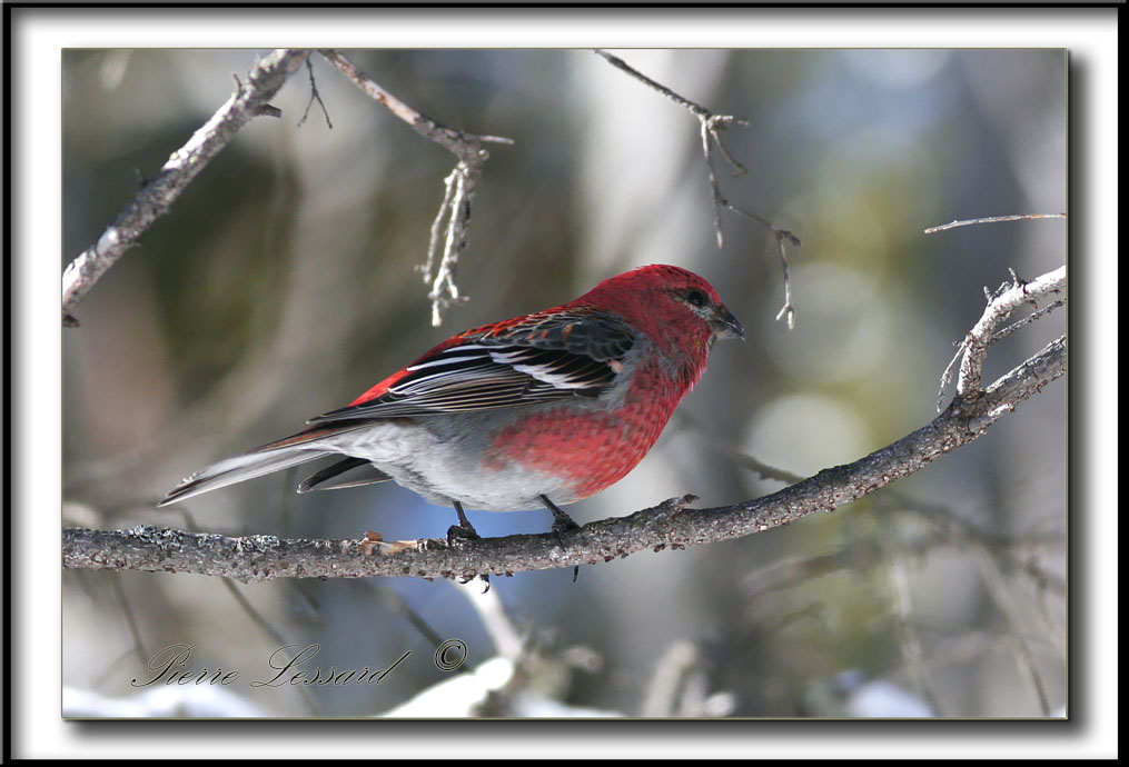_MG_9176a .jpg  -  DUREBEC DES SAPINS  femelle  /  PINE GROSBEAK female