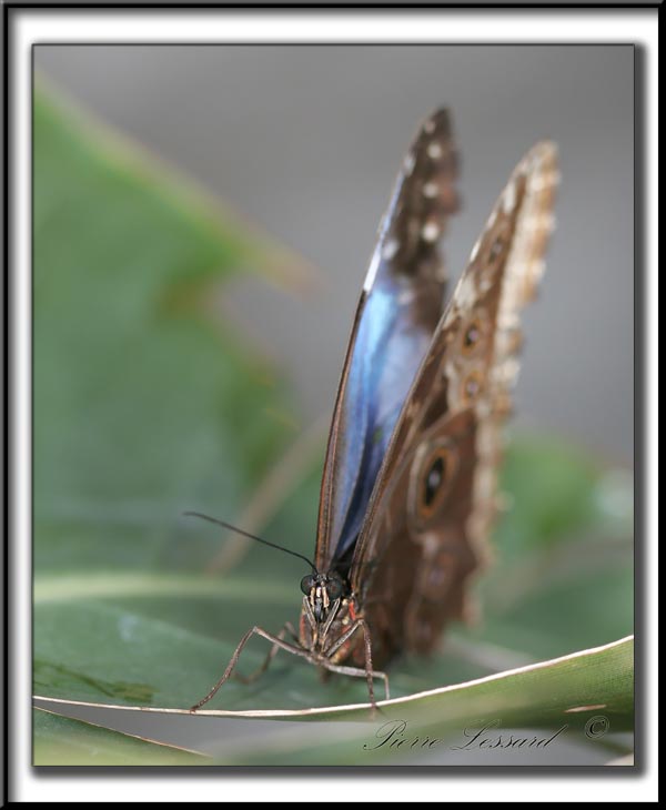 _MG_0079aa .jpg  -  MORPHO PELEIDES  /  Costa Rica