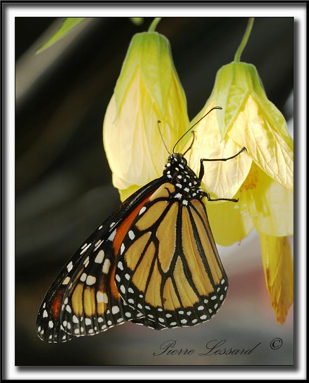 _MG_0055b.jpg  -  MONARQUE /  MONARCH   -  DANAUS PLEXIPPUS