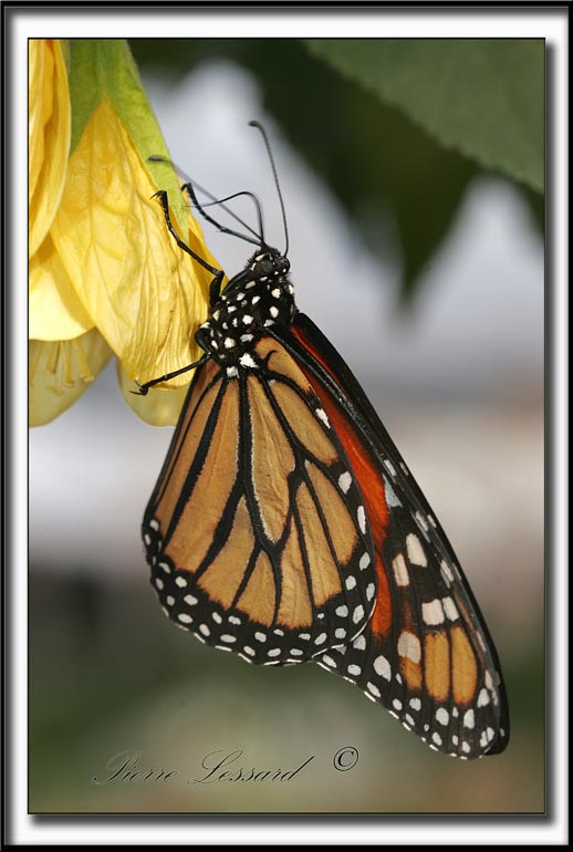 _MG_0066a .jpg  -   MONARQUE -  MONARCH   -  DANAUS PLEXIPPUS