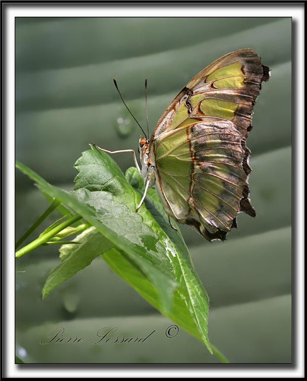 _MG_0068b .jpg  -  SIPROETA STELENES  ( Malachite)