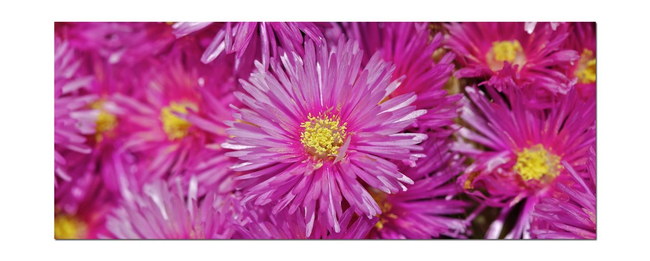 Pink and Yellow daisy.jpg