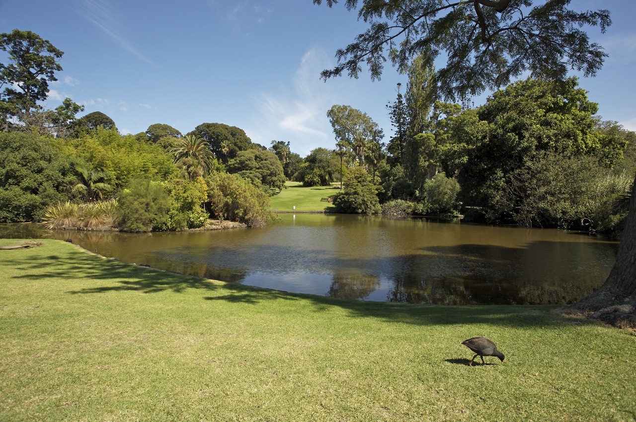 Melbournes Royal Botanic gardens 5.jpg