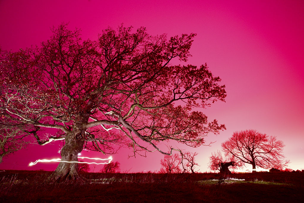 20091204 - Plum Pink