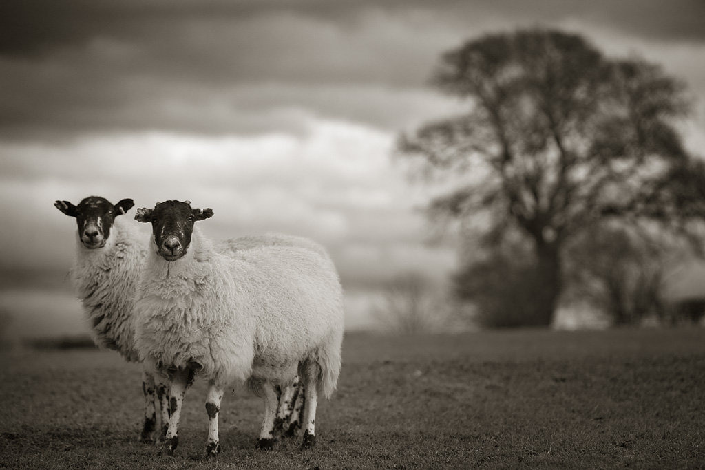 20120217 - Two Sheep